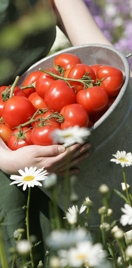 Tomatenernte